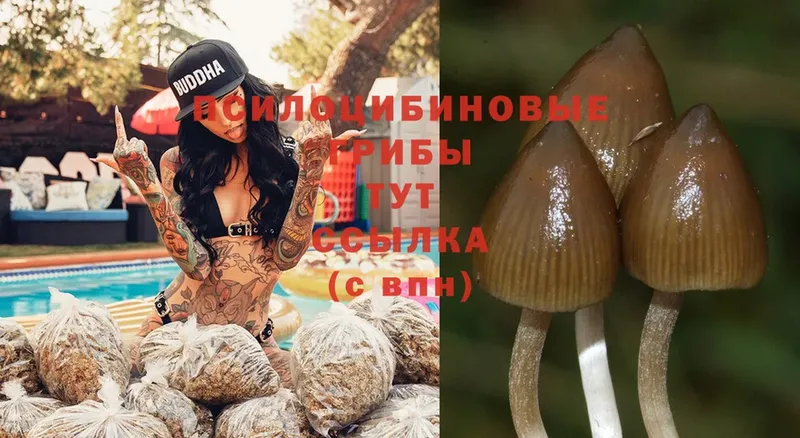 Псилоцибиновые грибы Psilocybe Алагир